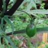 Fotografia 19 da espécie Solanum laciniatum do Jardim Botânico UTAD