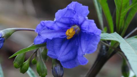 Fotografia da espécie Solanum laciniatum