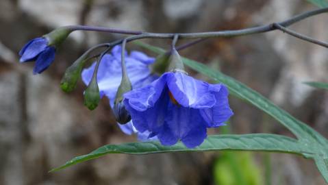 Fotografia da espécie Solanum laciniatum