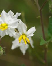 Fotografia da espécie Solanum carolinense