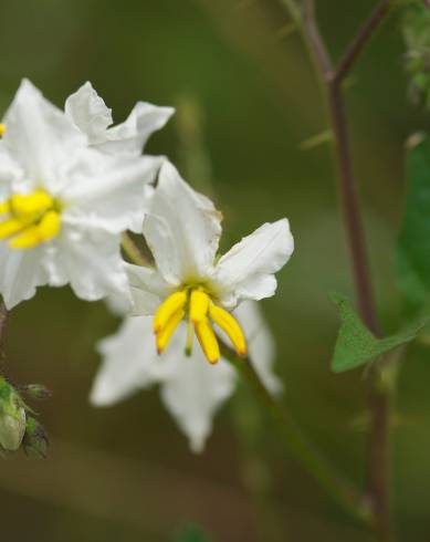 Fotografia de capa Solanum carolinense - do Jardim Botânico