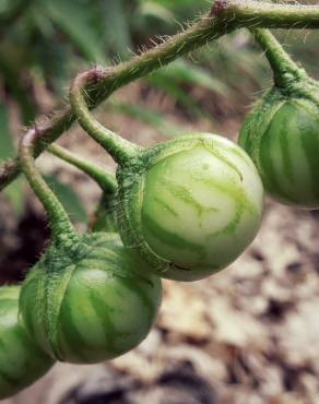 Fotografia 2 da espécie Solanum carolinense no Jardim Botânico UTAD