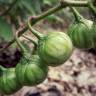Fotografia 2 da espécie Solanum carolinense do Jardim Botânico UTAD