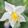 Fotografia 3 da espécie Solanum carolinense do Jardim Botânico UTAD