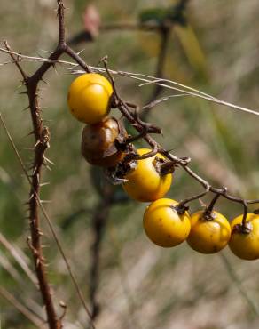 Fotografia 4 da espécie Solanum carolinense no Jardim Botânico UTAD