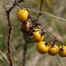 Fotografia 4 da espécie Solanum carolinense do Jardim Botânico UTAD