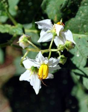 Fotografia 5 da espécie Solanum carolinense no Jardim Botânico UTAD
