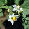 Fotografia 5 da espécie Solanum carolinense do Jardim Botânico UTAD