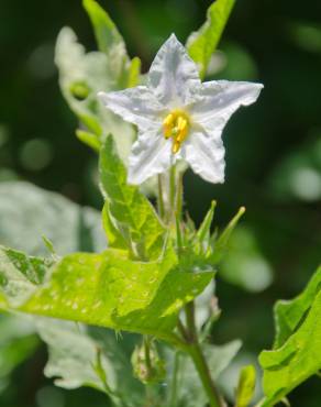 Fotografia 6 da espécie Solanum carolinense no Jardim Botânico UTAD