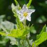 Fotografia 6 da espécie Solanum carolinense do Jardim Botânico UTAD