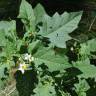 Fotografia 7 da espécie Solanum carolinense do Jardim Botânico UTAD