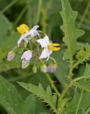 Fotografia 8 da espécie Solanum carolinense no Jardim Botânico UTAD