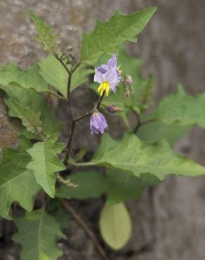 Fotografia 9 da espécie Solanum carolinense no Jardim Botânico UTAD