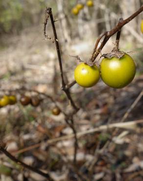 Fotografia 10 da espécie Solanum carolinense no Jardim Botânico UTAD