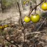 Fotografia 10 da espécie Solanum carolinense do Jardim Botânico UTAD
