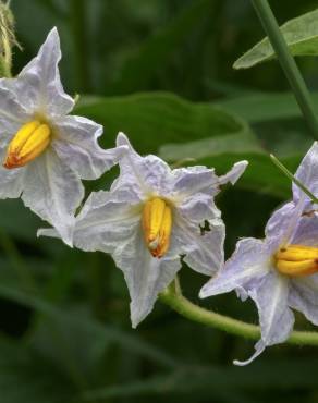 Fotografia 11 da espécie Solanum carolinense no Jardim Botânico UTAD