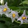 Fotografia 11 da espécie Solanum carolinense do Jardim Botânico UTAD