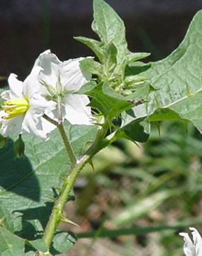 Fotografia 13 da espécie Solanum carolinense no Jardim Botânico UTAD