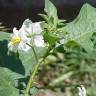 Fotografia 13 da espécie Solanum carolinense do Jardim Botânico UTAD