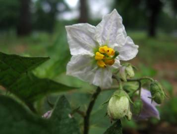 Fotografia da espécie Solanum carolinense