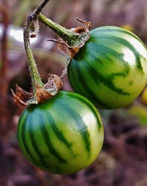 Fotografia 16 da espécie Solanum carolinense no Jardim Botânico UTAD