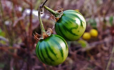 Fotografia da espécie Solanum carolinense