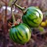 Fotografia 16 da espécie Solanum carolinense do Jardim Botânico UTAD