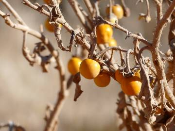 Fotografia da espécie Solanum elaeagnifolium