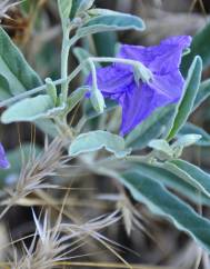 Solanum elaeagnifolium