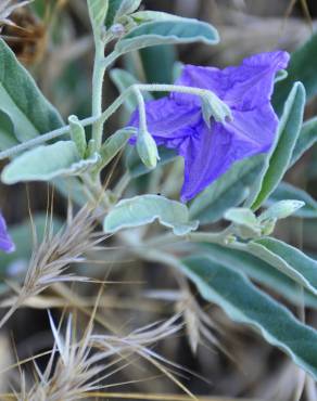 Fotografia 1 da espécie Solanum elaeagnifolium no Jardim Botânico UTAD