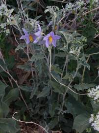 Fotografia da espécie Solanum elaeagnifolium