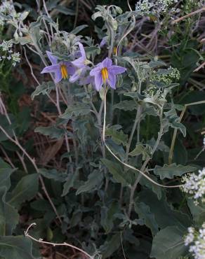 Fotografia 3 da espécie Solanum elaeagnifolium no Jardim Botânico UTAD