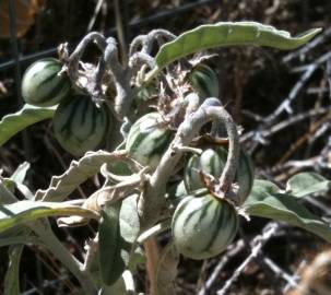 Fotografia da espécie Solanum elaeagnifolium