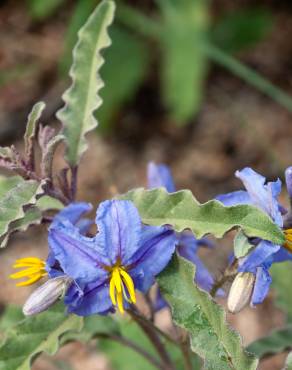 Fotografia 5 da espécie Solanum elaeagnifolium no Jardim Botânico UTAD