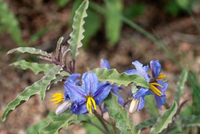 Fotografia da espécie Solanum elaeagnifolium