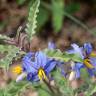 Fotografia 5 da espécie Solanum elaeagnifolium do Jardim Botânico UTAD