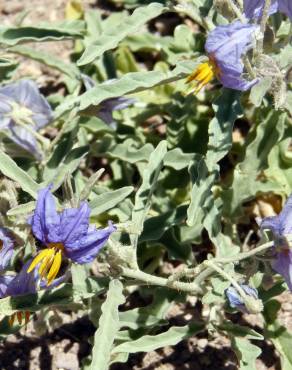 Fotografia 6 da espécie Solanum elaeagnifolium no Jardim Botânico UTAD