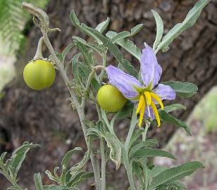 Fotografia da espécie Solanum elaeagnifolium