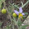 Fotografia 7 da espécie Solanum elaeagnifolium do Jardim Botânico UTAD
