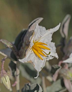 Fotografia 9 da espécie Solanum elaeagnifolium no Jardim Botânico UTAD