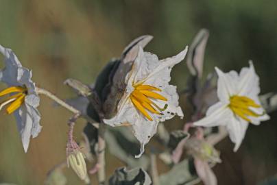 Fotografia da espécie Solanum elaeagnifolium