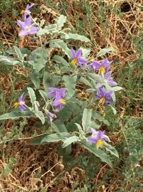 Fotografia da espécie Solanum elaeagnifolium
