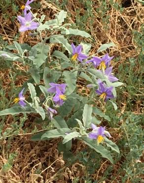 Fotografia 10 da espécie Solanum elaeagnifolium no Jardim Botânico UTAD