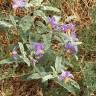 Fotografia 10 da espécie Solanum elaeagnifolium do Jardim Botânico UTAD