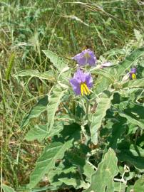 Fotografia da espécie Solanum elaeagnifolium