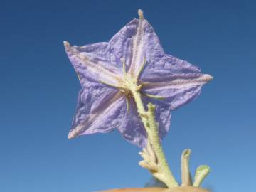 Fotografia da espécie Solanum elaeagnifolium