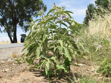 Fotografia da espécie Solanum elaeagnifolium