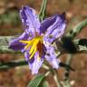 Fotografia 14 da espécie Solanum elaeagnifolium do Jardim Botânico UTAD