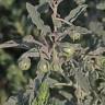 Fotografia 15 da espécie Solanum elaeagnifolium do Jardim Botânico UTAD