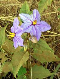 Fotografia da espécie Solanum elaeagnifolium